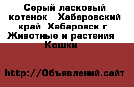 Серый ласковый котенок - Хабаровский край, Хабаровск г. Животные и растения » Кошки   